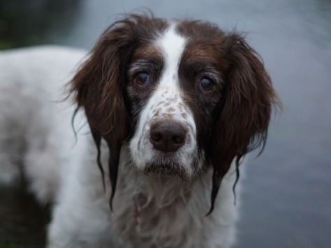 Geriatric Diseases: What Are They?