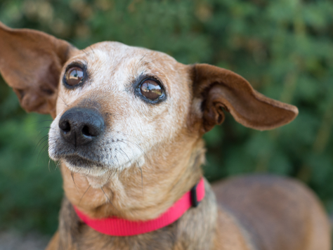 Celebrating National Senior Pet's Month