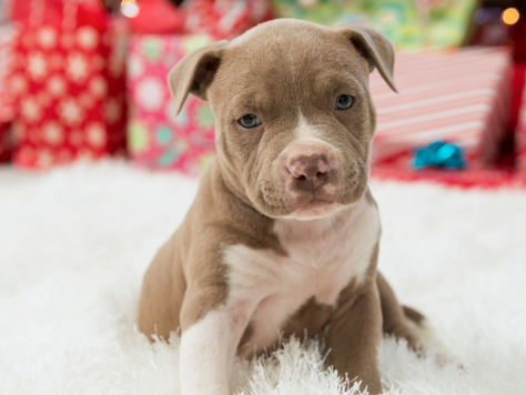 Caring For Your New Christmas Furry Friend