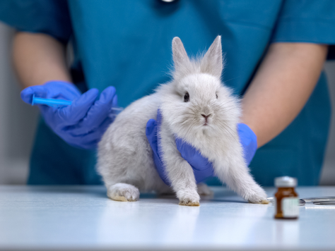 Why Vaccinate Your Pet?