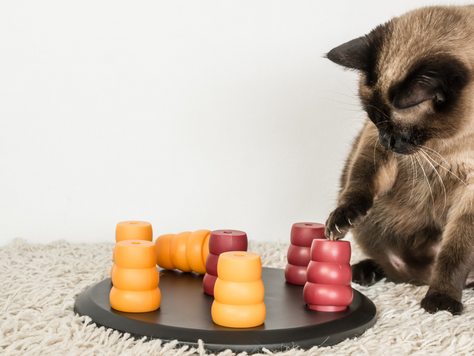 The Benefits of Mental Stimulation for Pets with Dementia