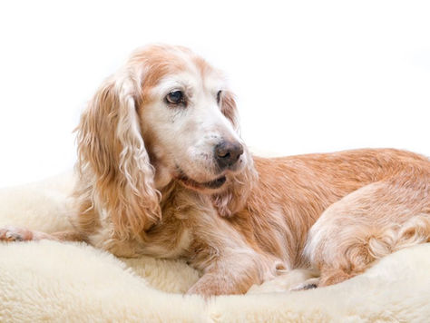 Managing Diabetes in Aging Pets