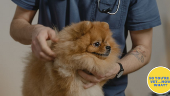 Why Relief Work Has Become So Appealing For Vets