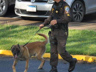 Our K-9 Deputies – More Than Just a Pretty Face