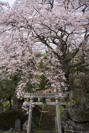 古い鳥居と桜