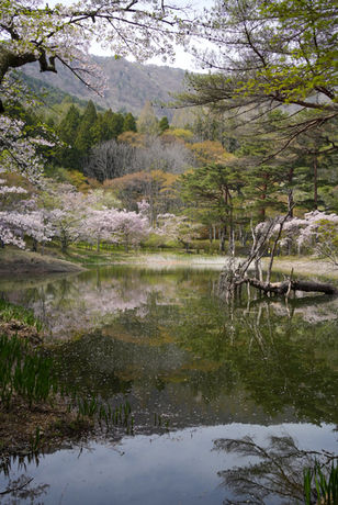 池に映る庭