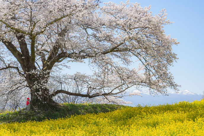 桜の巨樹の根元にお地蔵様