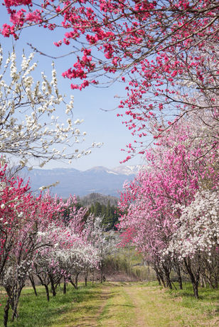 色とりどりの花と青空