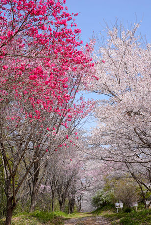 紅桃と桜