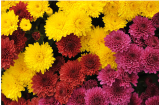 Vibrant yellow, red, and purple mums at Barlow Farms LLC