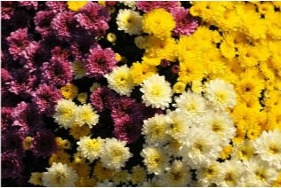 Purple, yellow, and white mums in full bloom at Barlow Farms LLC