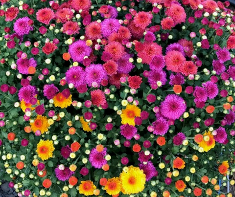 Vibrant pink, orange, and yellow mums at Barlow Farms LLC