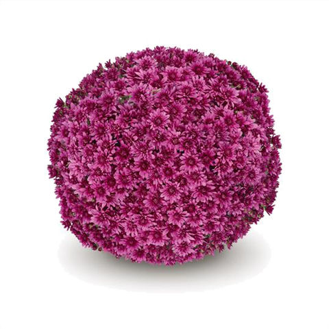 Purple chrysanthemum mum at Barlow Farms LLC