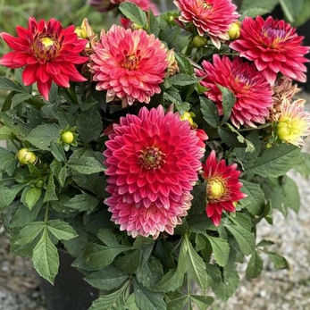 Red Dahlia flowers in a pot at Barlow Farms LLC
