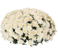 White Mum at Barlow Farms LLC