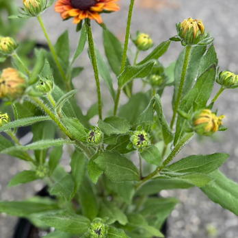 Orange Black-Eyed Susan in bloom at Barlow Farms LLC