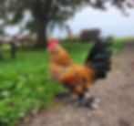 Fluffy Chicken