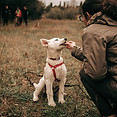 Devenir éducateur canin suisse