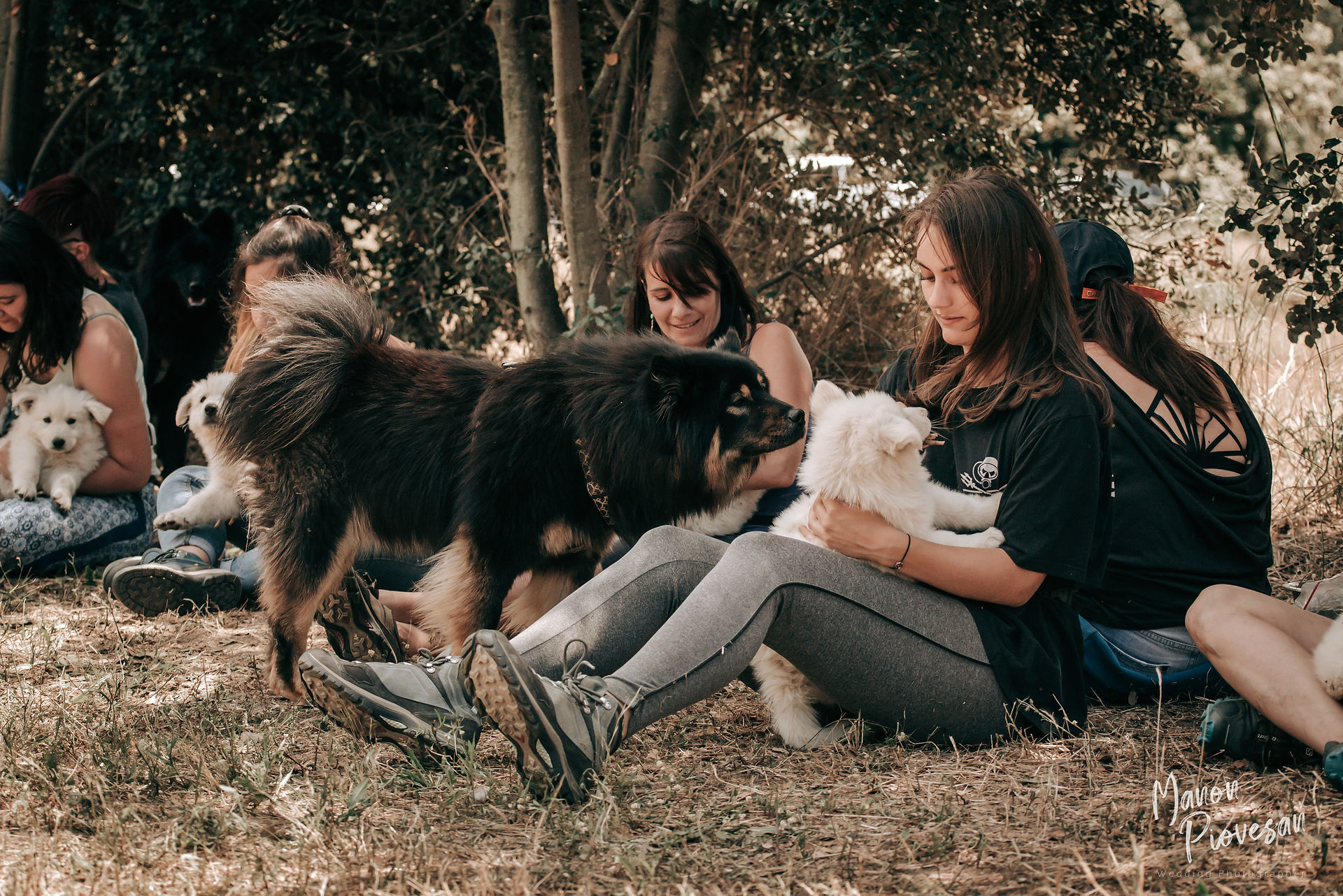 éducation des chiots avec les adultes