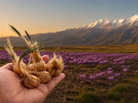 ¿Es rentable cultivar azafrán en Chile? Lo que un productor debe saber antes de invertir