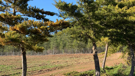 Cedar tree pruning in Carvalhal