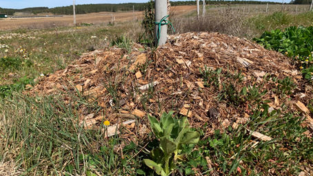 Utilização de favas nas linhas de plantação para fixação do azoto no solo.