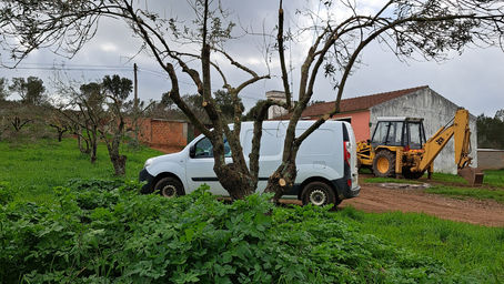 Olive tree pruning in Esperança.