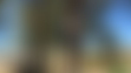 Estivemos a colocar casinhas para pássaros no Carvalhal!