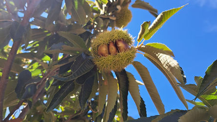 The Bouche de Betizac chestnuts from Esperança are in full development.