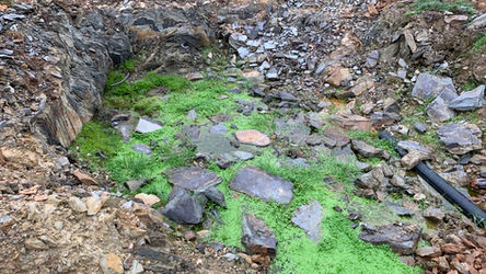 Algumas fotografias do Outono no Carvalhal  🍂