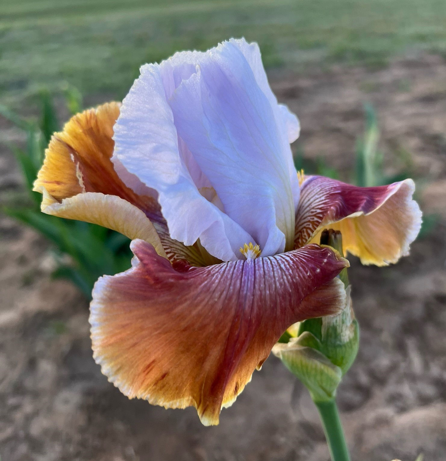 CHESTNUTS AND ROBINS (TB)