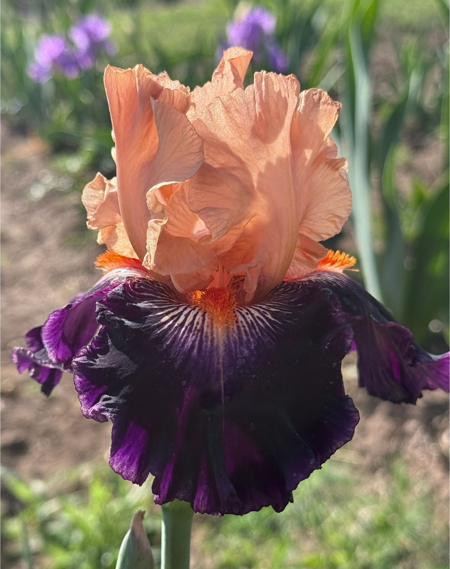 IRRESISTABLE CHARM (TB)