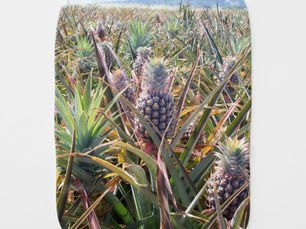 Big Deals! Pineapple Field Burp Cloth
