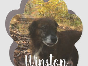 Top 5! Personalized Dog Photo White Script Paw Print Car Magnet