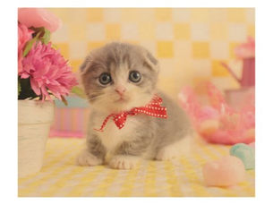 Top 10! Munchkin Kitten Wood Wall Decor