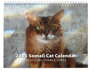 Best Price! Somali Cat Wall Calendar Featuring Summer Samba