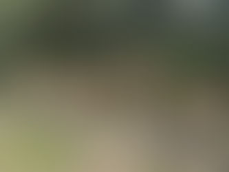 EDP multiplica abelhas nativas em projeto sustentável na usina solar de Roseira