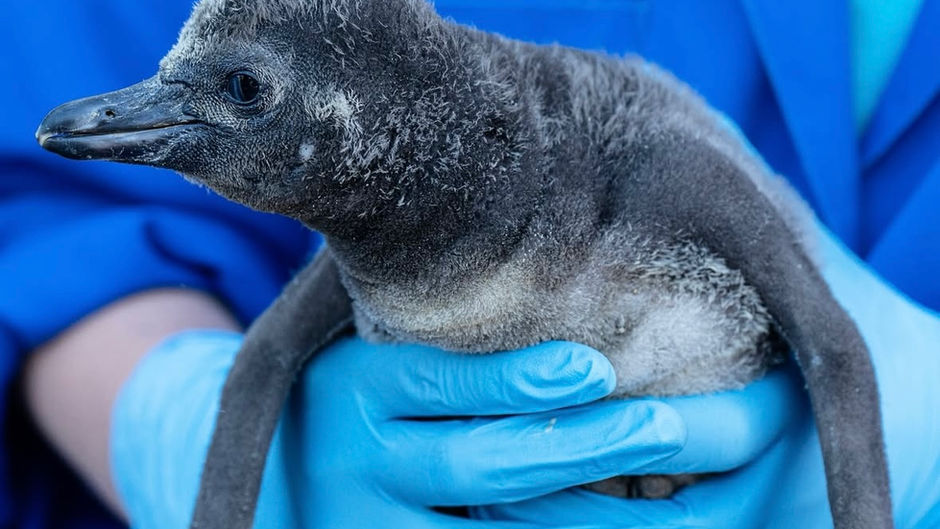 Two Dads, One Chick: Chester Zoo’s Gay Penguin Couple Raising a Family