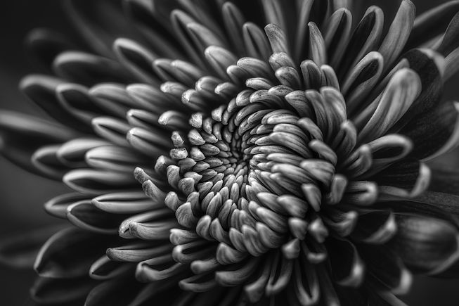 flower.jpeg