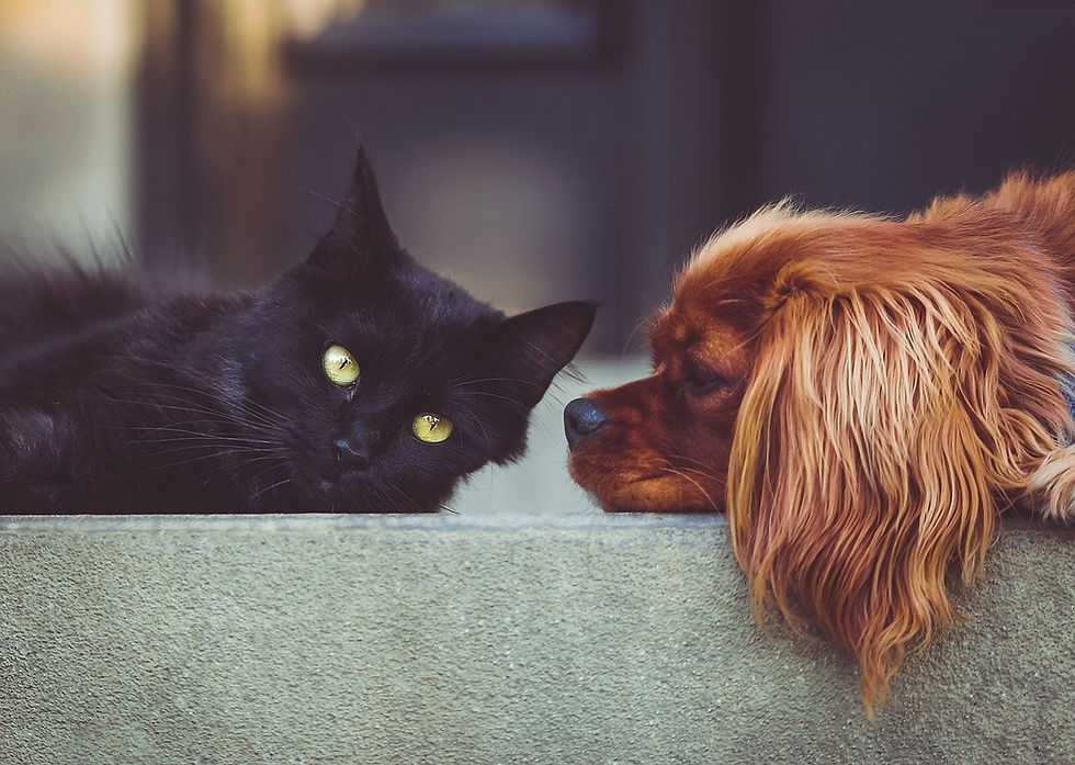 Stage 3 sur les flux spéciaux pour cheval/chien/chat – 4 jours