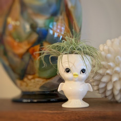 Vintage egg cup in the shape of a chick, used as a planter for a small air plant.
