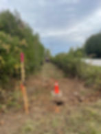 Land clearing.jpeg