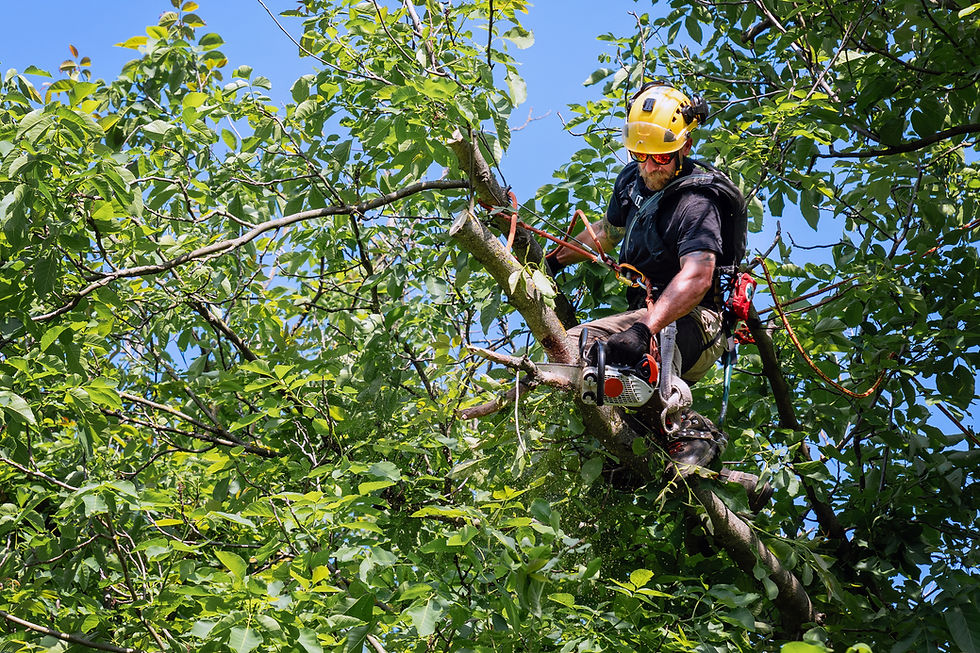 Certified professional performing tree trimming and safety maintenance.