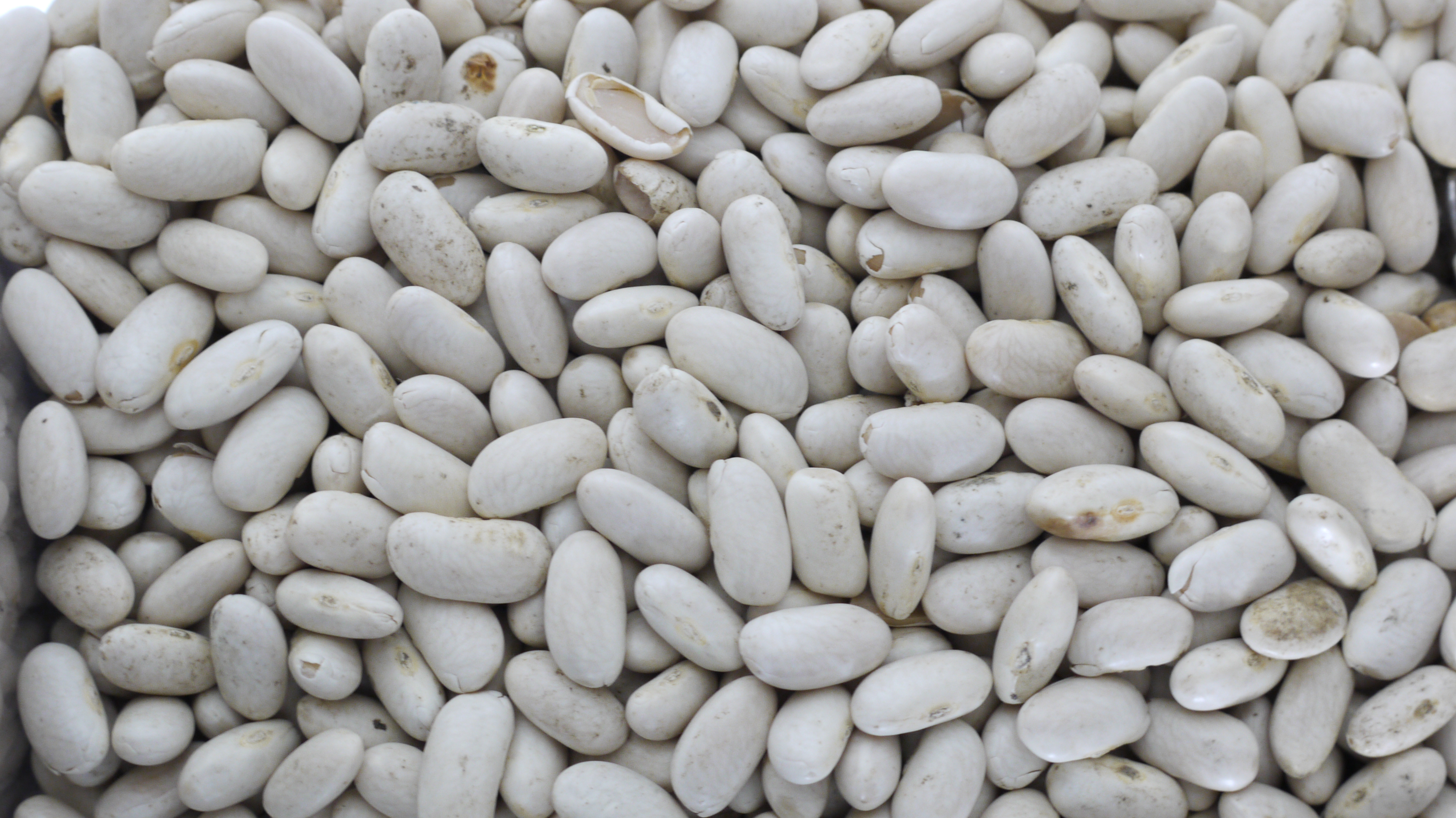 Haricots blancs Navy