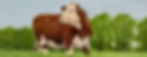 CowPainting_edited.jpg