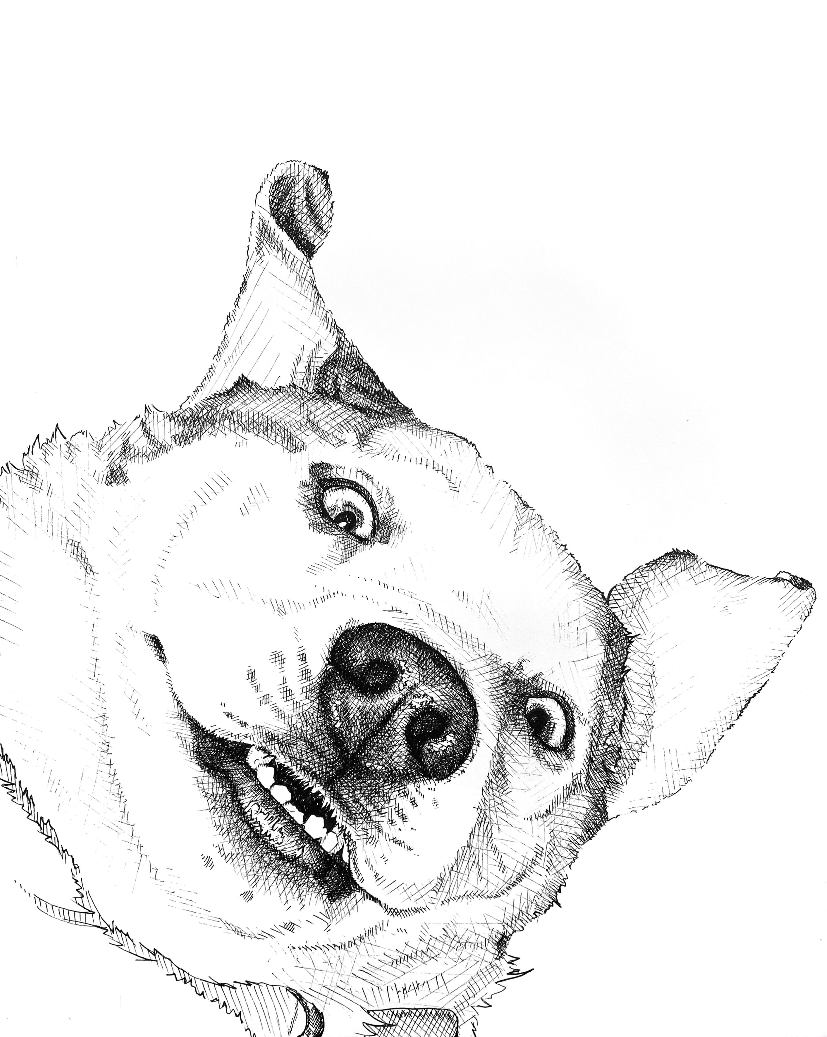 Husky Beagle Pen Print