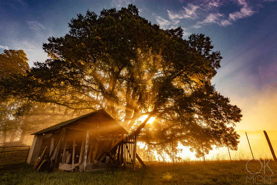 Golden hour of a shed under a tree, backlit by sun rays