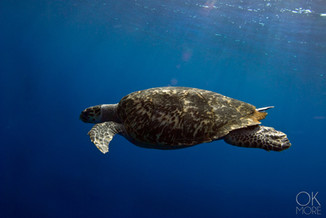 tortu.jpg