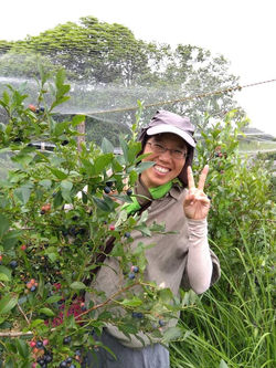 berry picking sinta