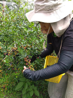 berry picking vatey